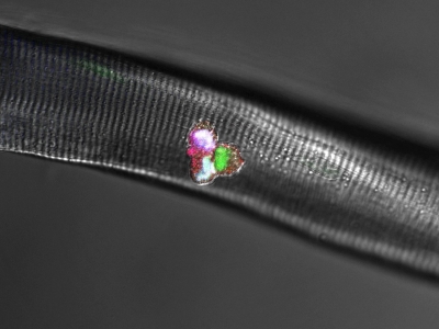 Was Muskeln richtig wachsen lässt