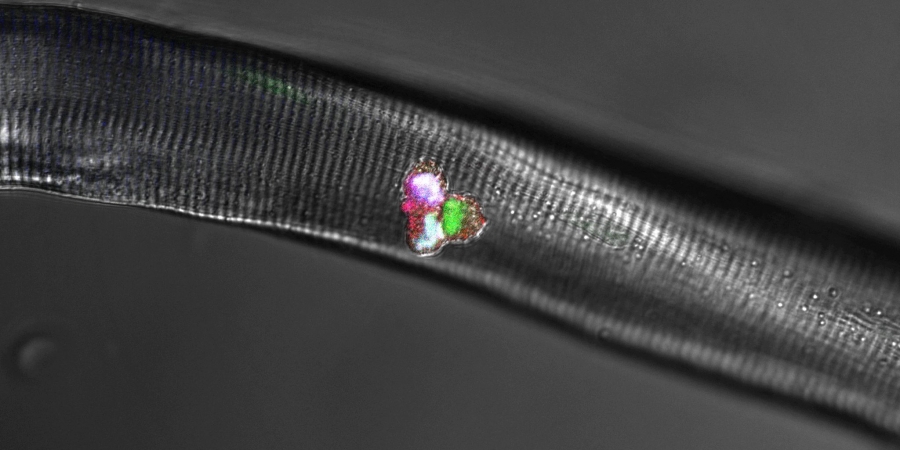 Was Muskeln richtig wachsen lässt