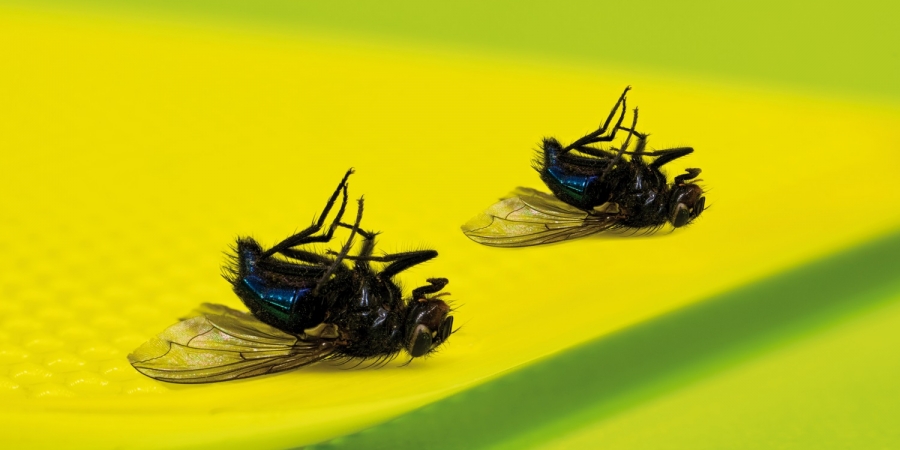 Zwei Fliegen, eine Klappe