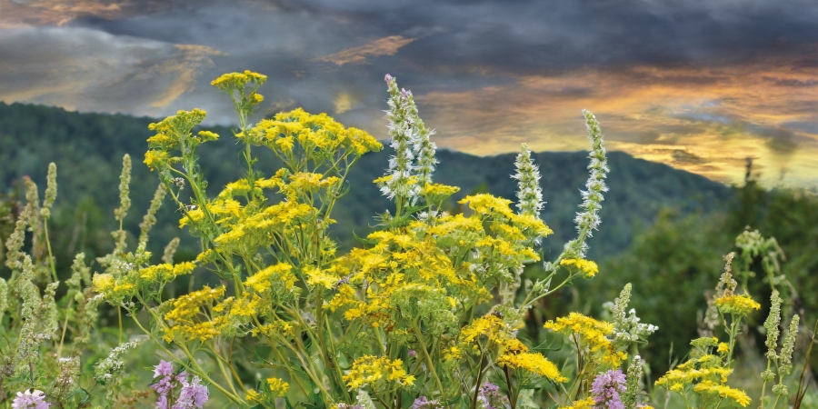 Mehr Schein als Sein?